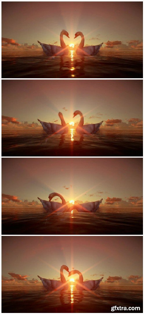 Video footage Swans on water at sunset HD