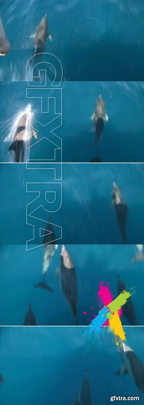 View from the boat of Dolphins swimming under the bow of the boat Footage