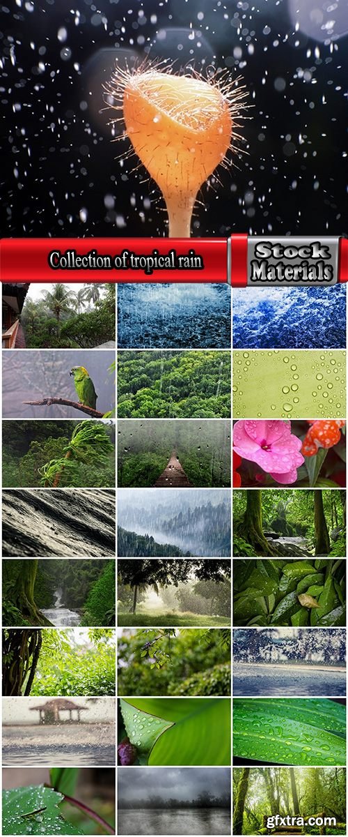 Collection of tropical rain forest water drop leaf close-up image of green spaces 25 HQ Jpeg