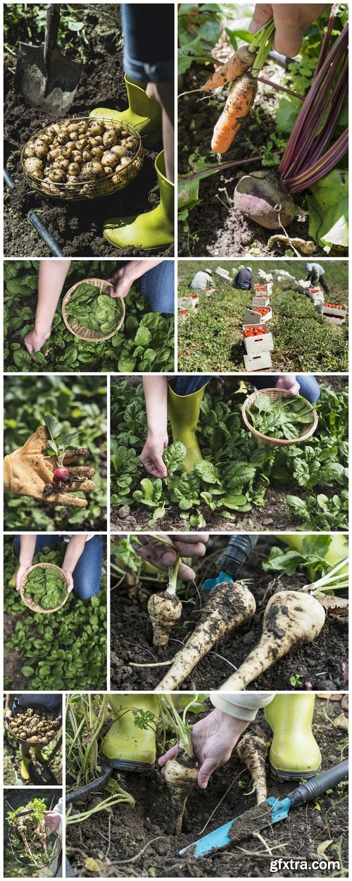 Picking spinach in a home garden, rich harvest 11X JPEG