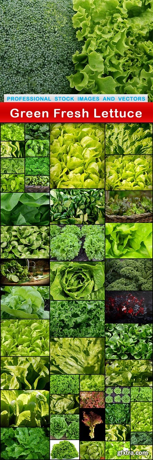 Green Fresh Lettuce - 47 UHQ JPEG