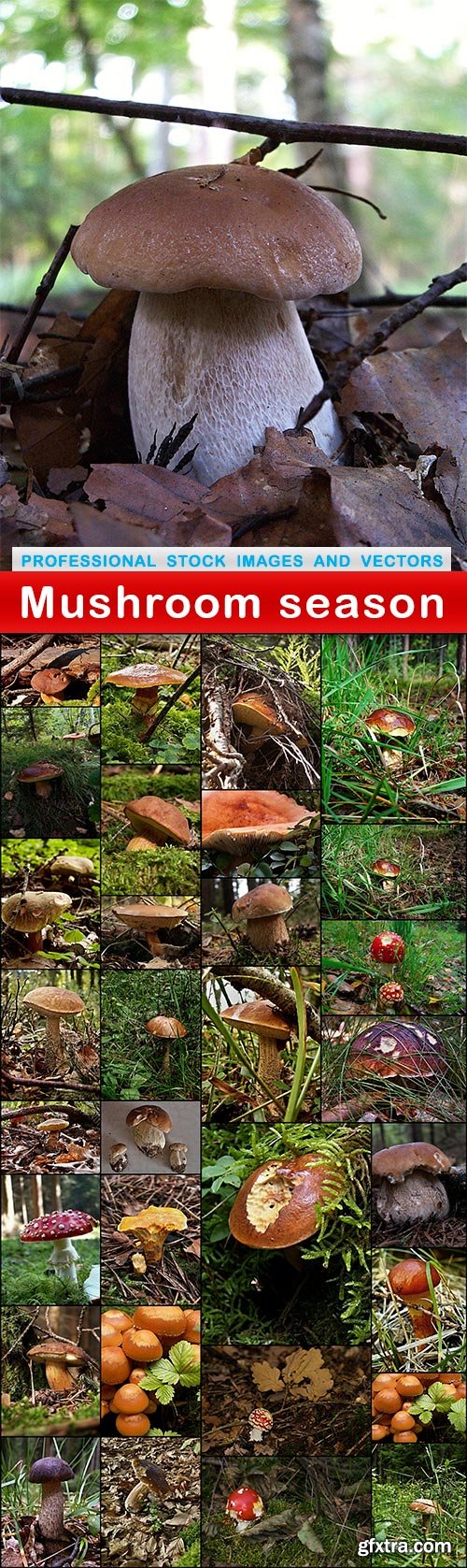 Mushroom season - 32 UHQ JPEG