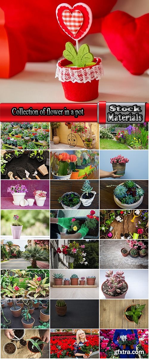 Collection of flower in a pot indoor plant decoration germ sprout a petal 25 HQ Jpeg