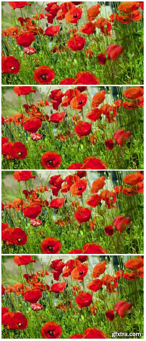 Video footage poppies flower field