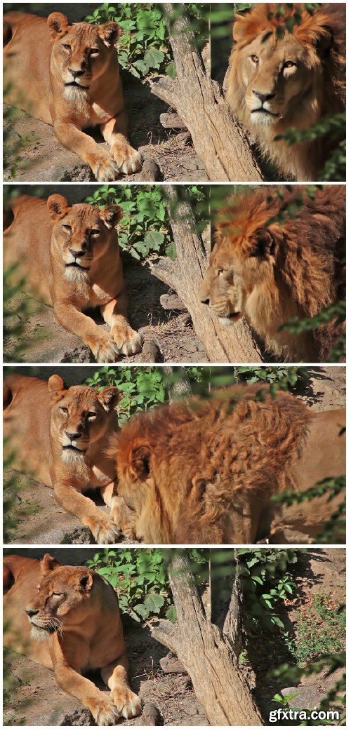 Video footage Lioness and lion surrounded by green foliage
