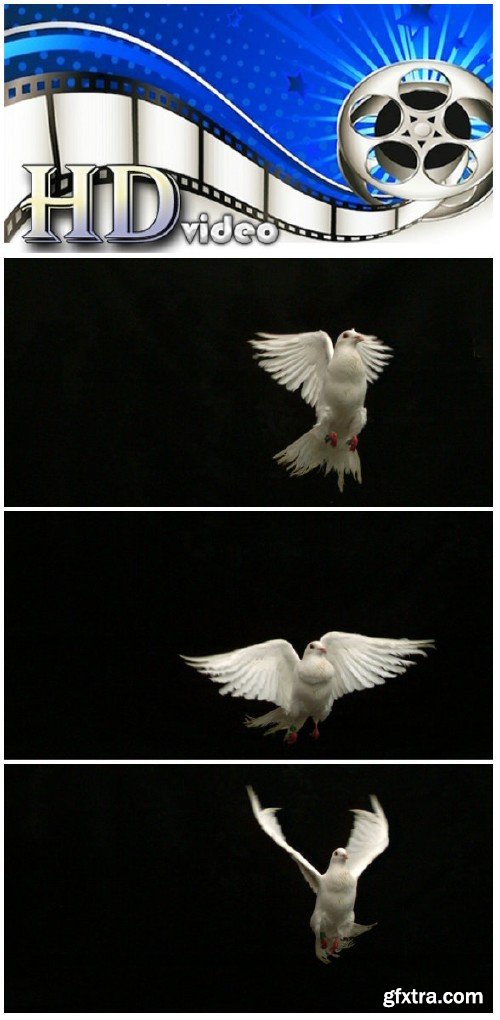 Video footage White dove of peace flying on black background