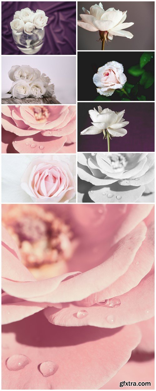 Open Pink Rose 9X JPEG