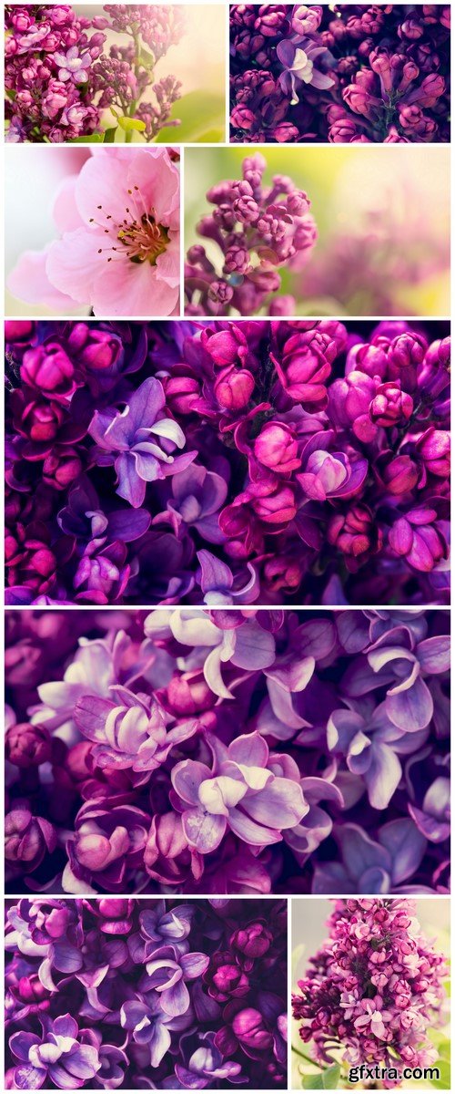 Lilac flowers, spring background 9X JPEG