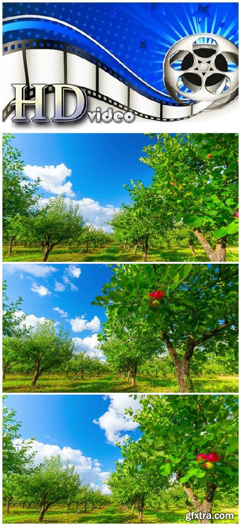 Video footage apple orchard with ripe apples