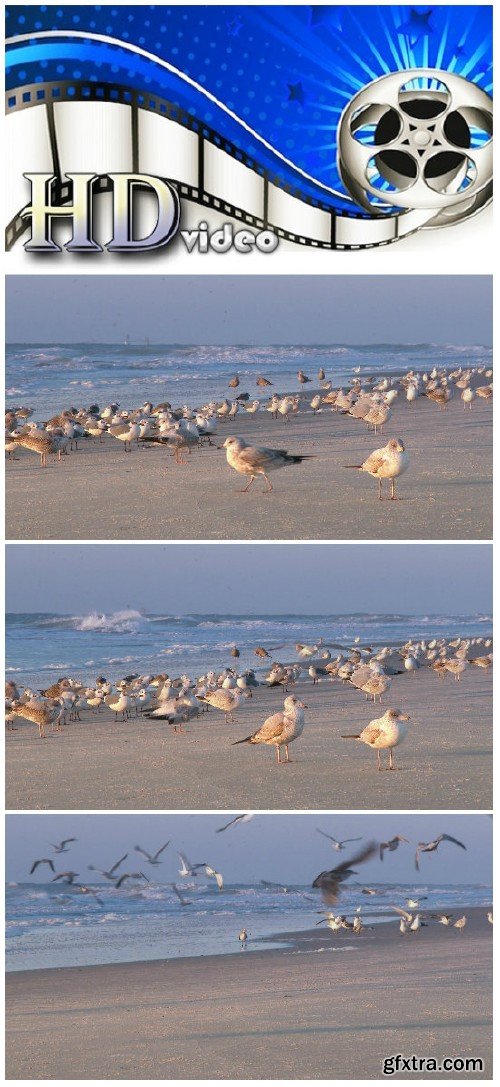 Video footage flock of seagulls in the beach
