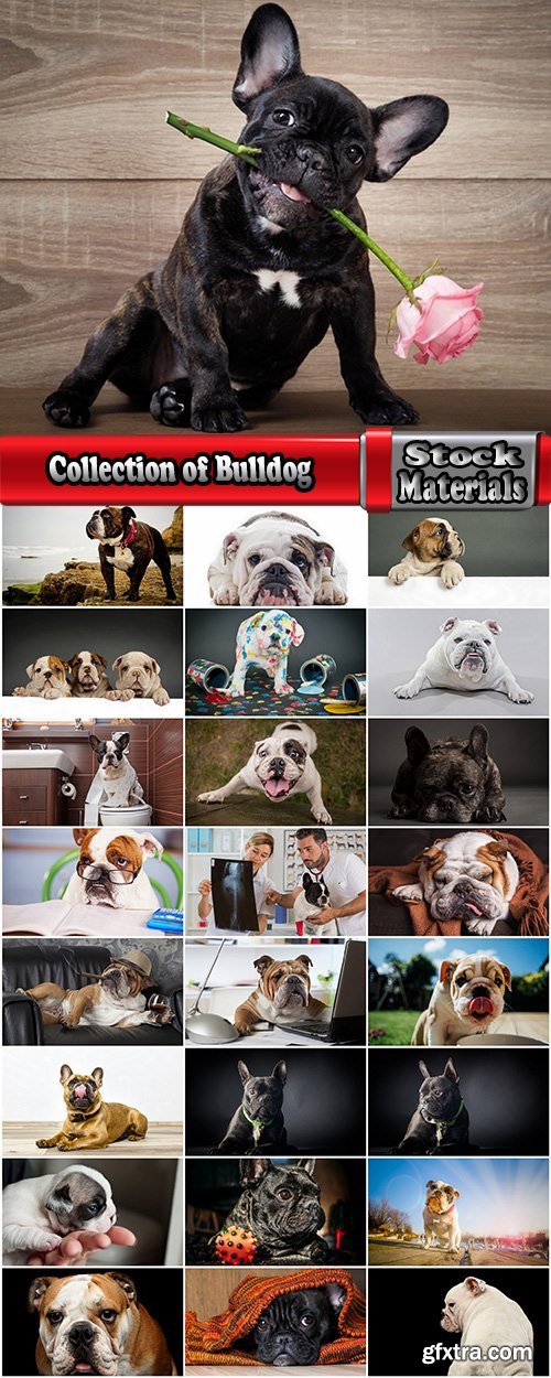 Collection of Bulldog dog pet puppy 25 HQ Jpeg