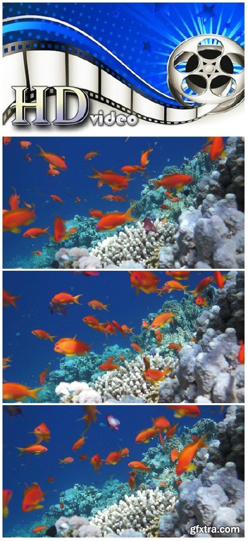 Video footage Coral and fish in the Red Sea