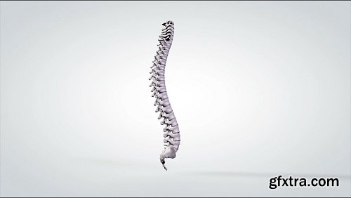 3d anatomical model rotation human spine