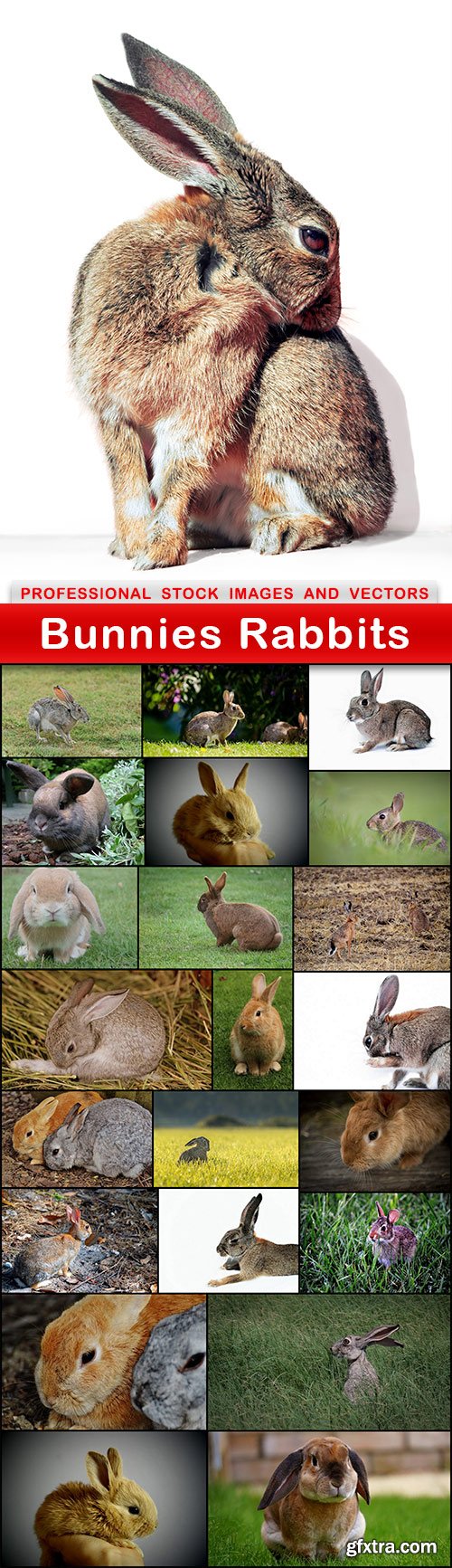 Bunnies Rabbits - 23 UHQ JPEG