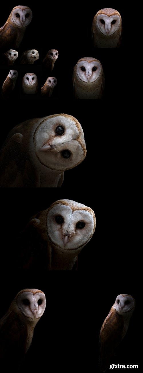 Сommon barn owl