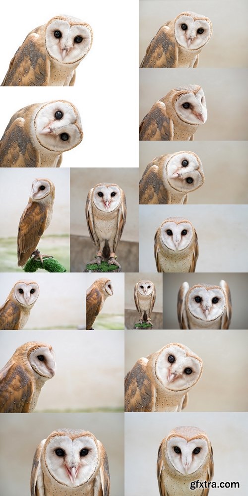 Сommon barn owl ( Tyto albahead ) close up