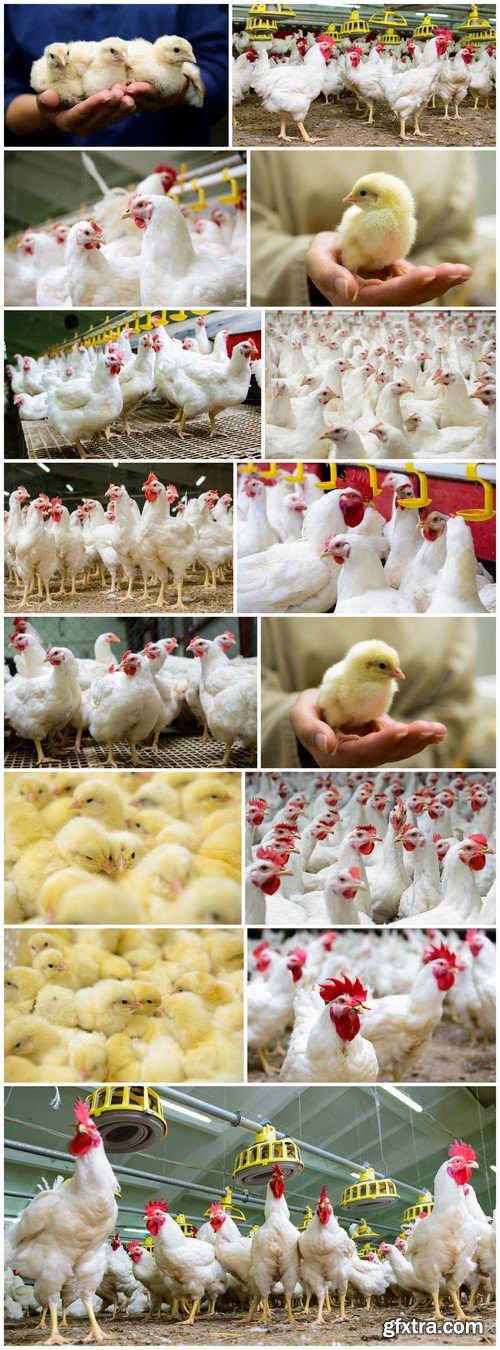 Chicken Poultry farm 15X JPEG