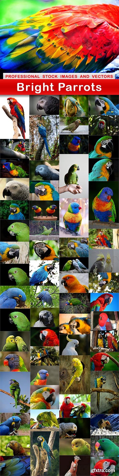 Bright Parrots - 65 UHQ JPEG