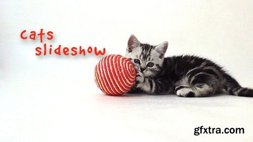 Videohive Cats Slideshow 18983291