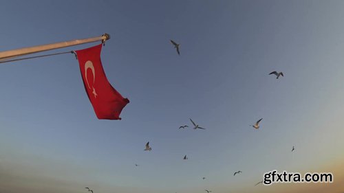 Turkish Flag and Seagulls