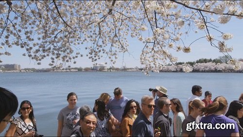 Panning shot of cherry blossom tree smooth body of water and people walking in multiple directions