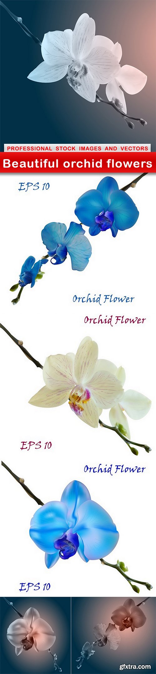 Beautiful orchid flowers - 6 EPS