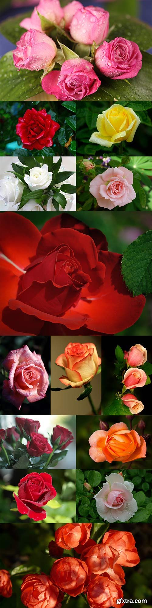 Stunning beautiful roses