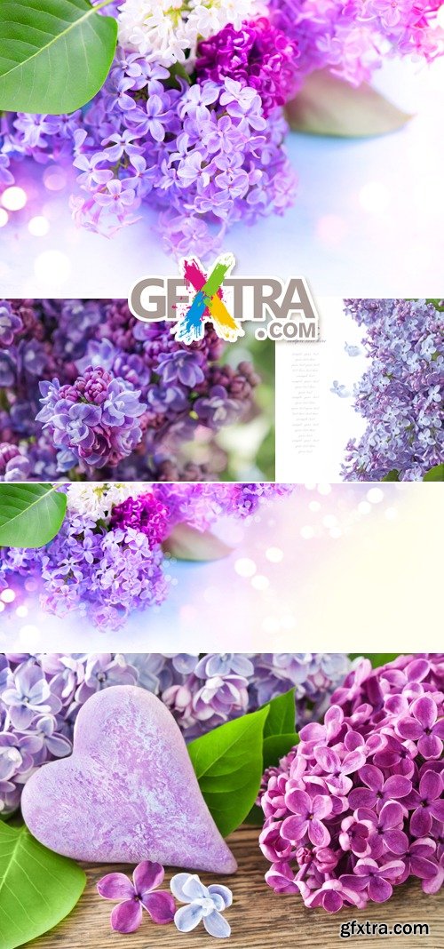 Stock Photo - Lilac Flowers 6