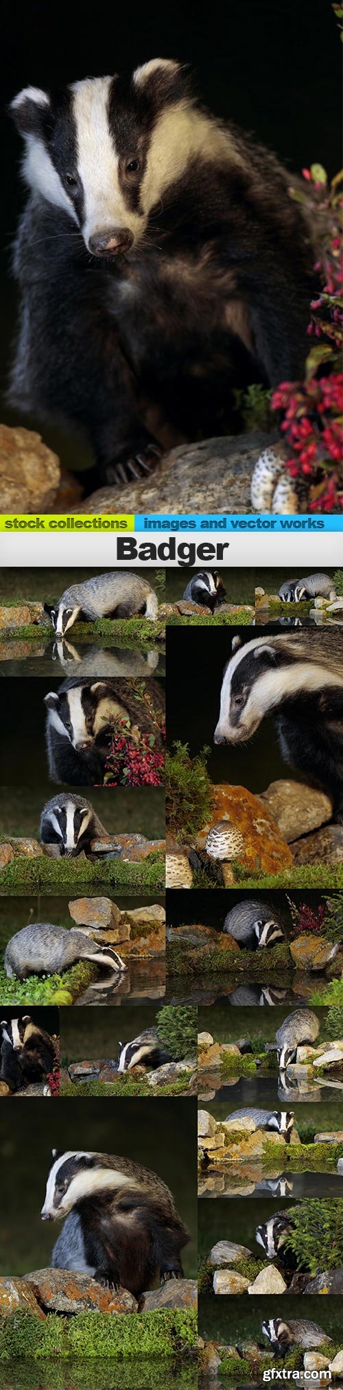 Badger, 15 x UHQ JPEG