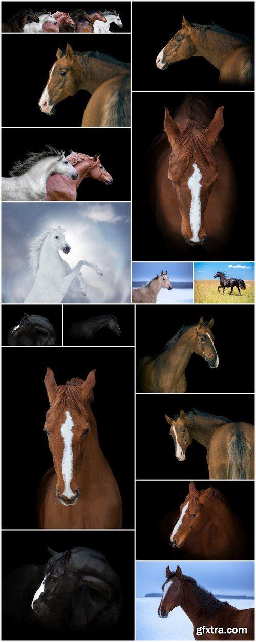 Horse 16X JPEG