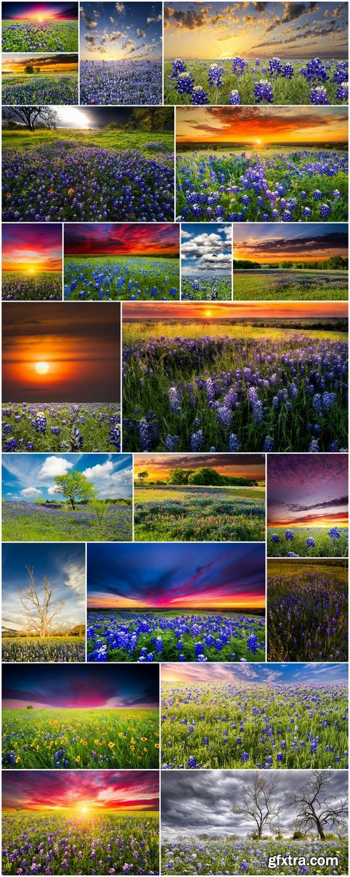 Sunset Texas Wildflowers 22X JPEG