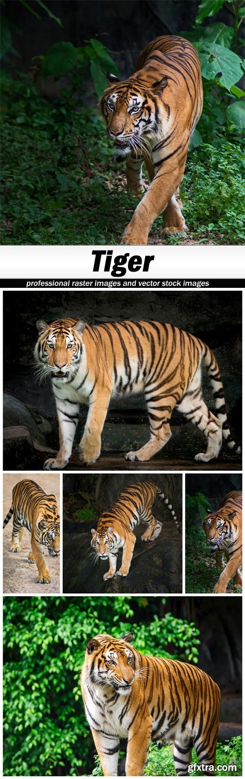 Tiger - 5 UHQ JPEG