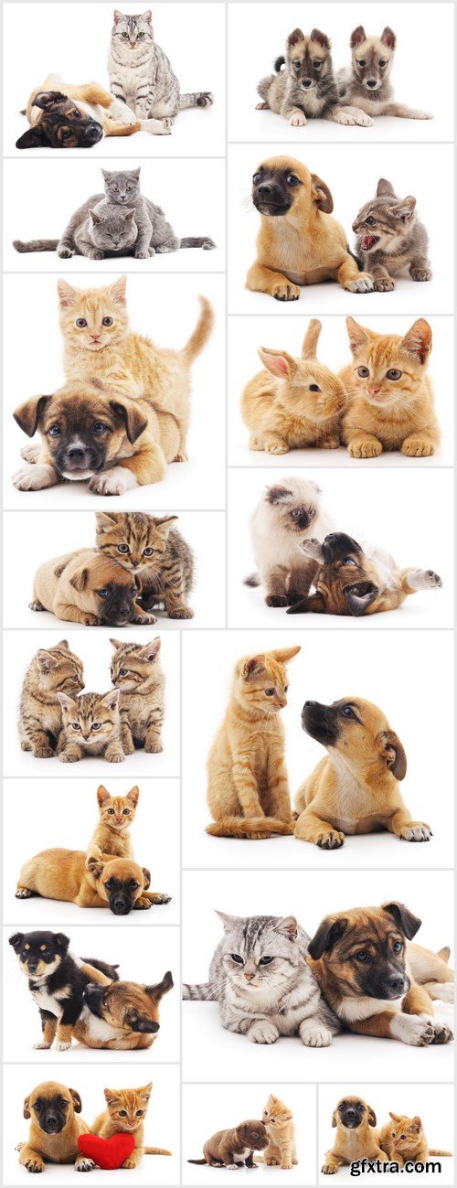 Kitten and puppy 16X JPEG