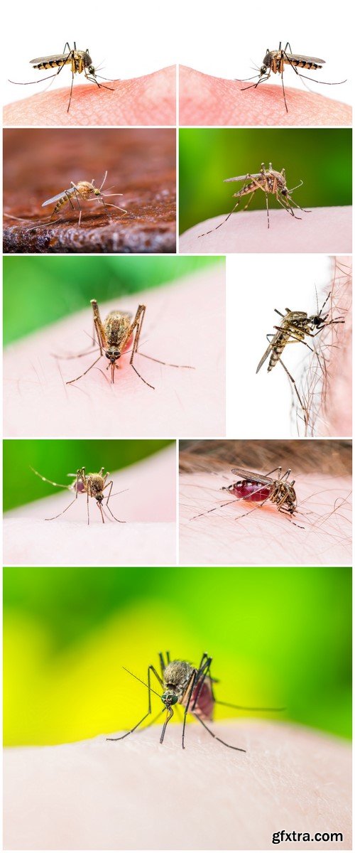 Mosquito 9X JPEG