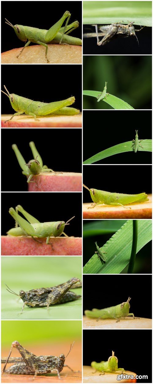 Grasshopper 13X JPEG