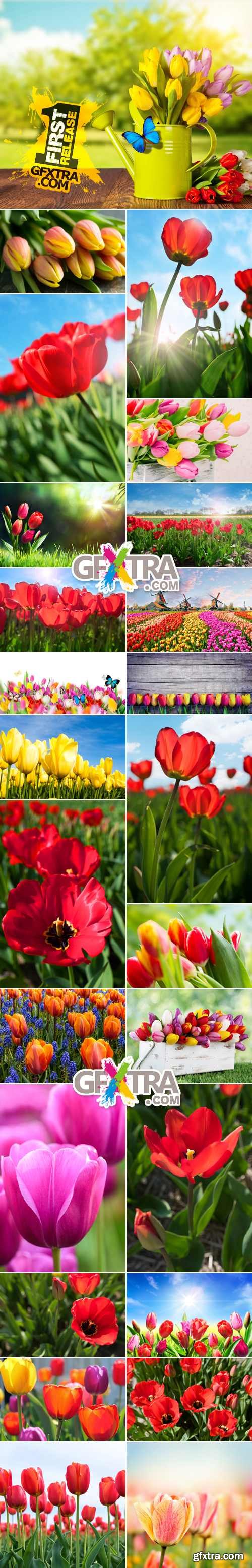 Stock Photo - Tulips Collection