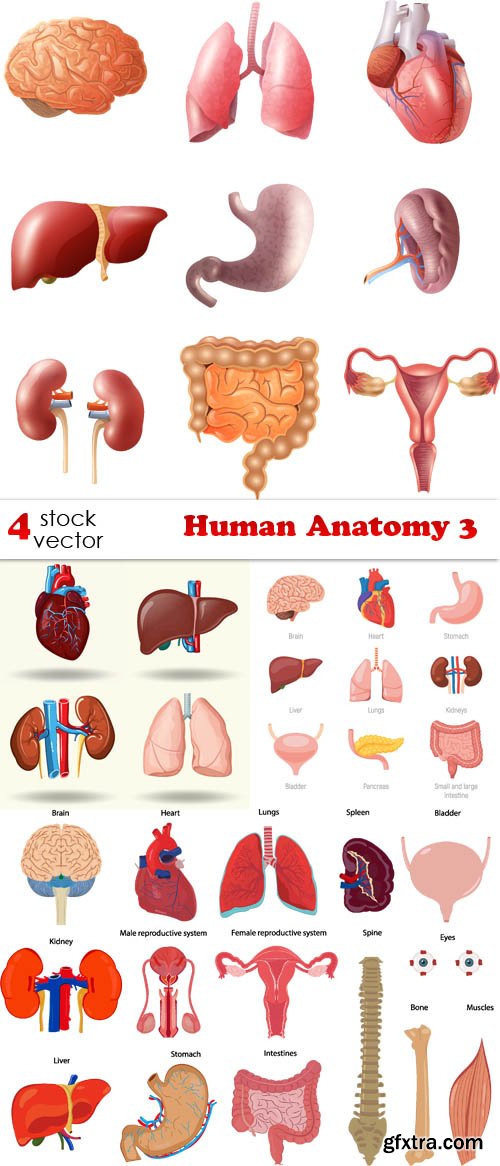 Vectors - Human Anatomy 3