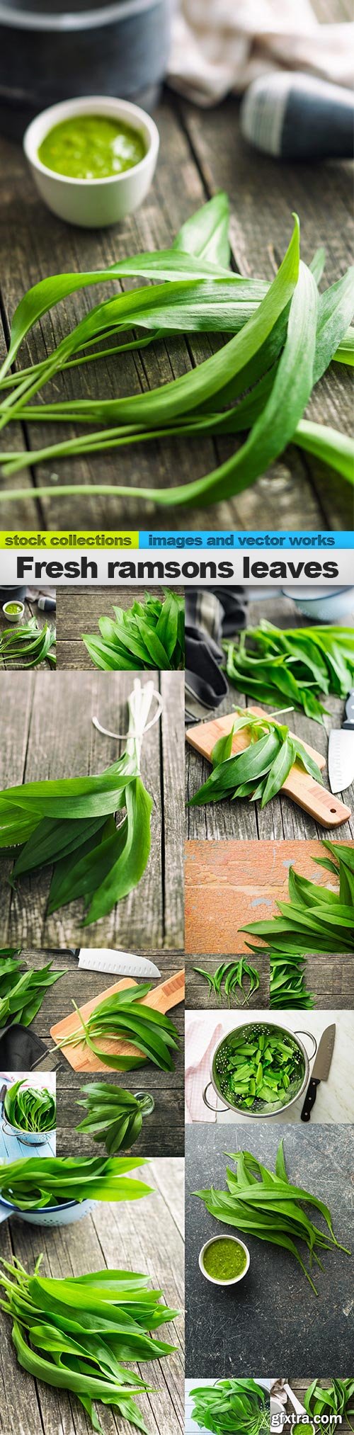 Fresh ramsons leaves, 15 x UHQ JPEG