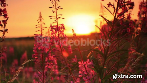Sunset Through Some Flowers 2