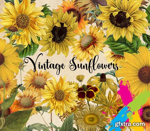 Vintage Sunflowers Clipart 1544300