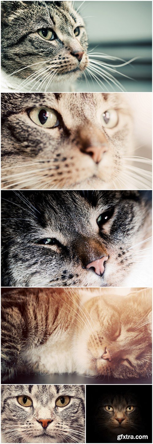 Cat face close up portrait 6X JPEG