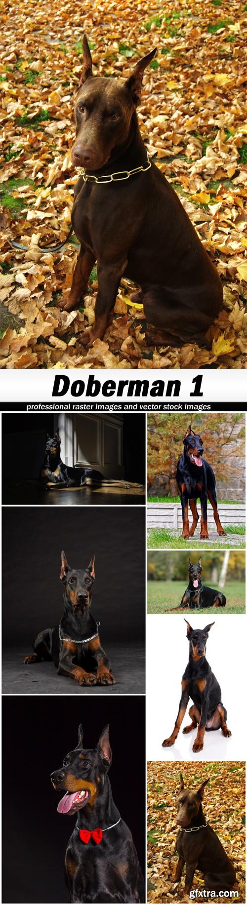 Doberman 1 - 7 UHQ JPEG