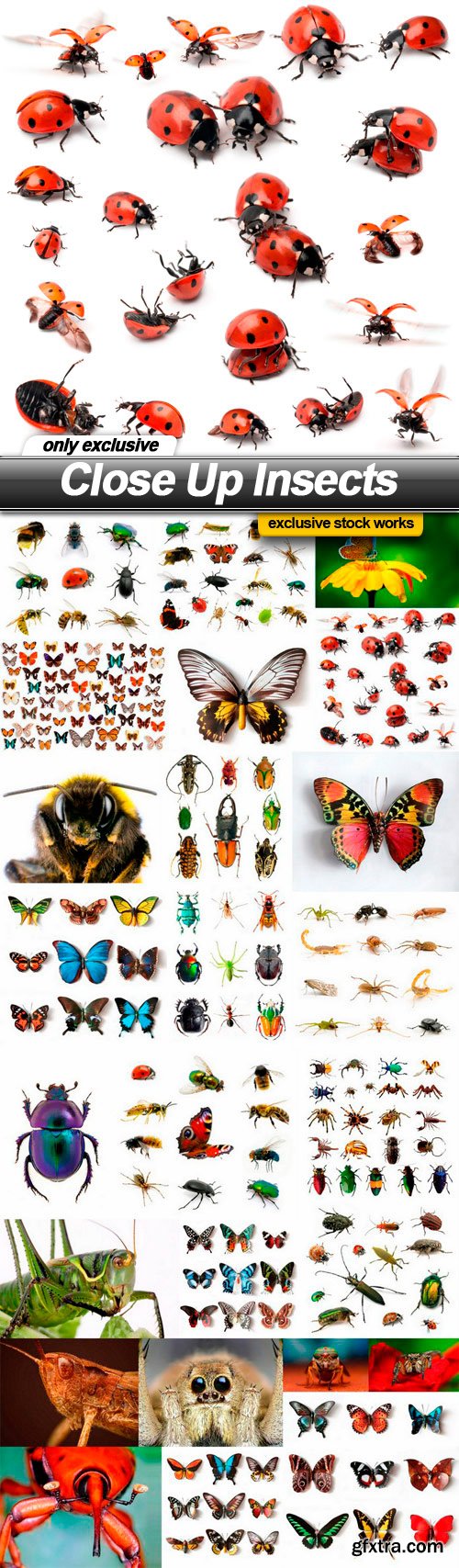 Close Up Insects - 25 UHQ JPEG