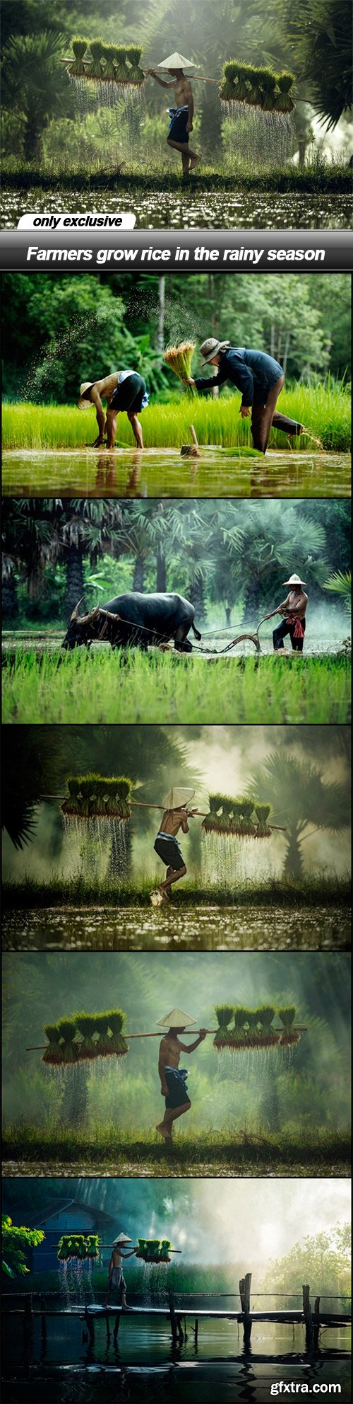 Farmers grow rice in the rainy season - 6 UHQ JPEG