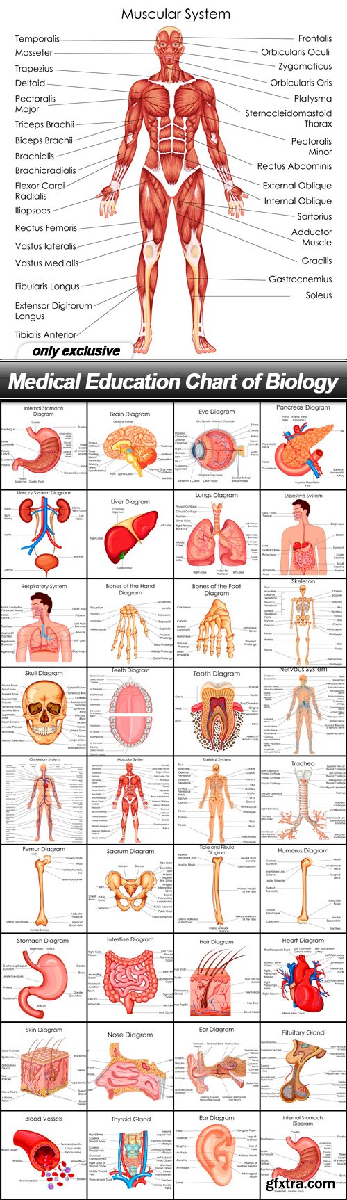 Medical Education Chart of Biology - 35 EPS