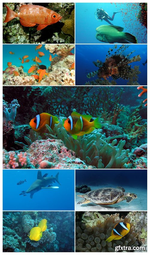 World photography - Underwater world of the Red Sea