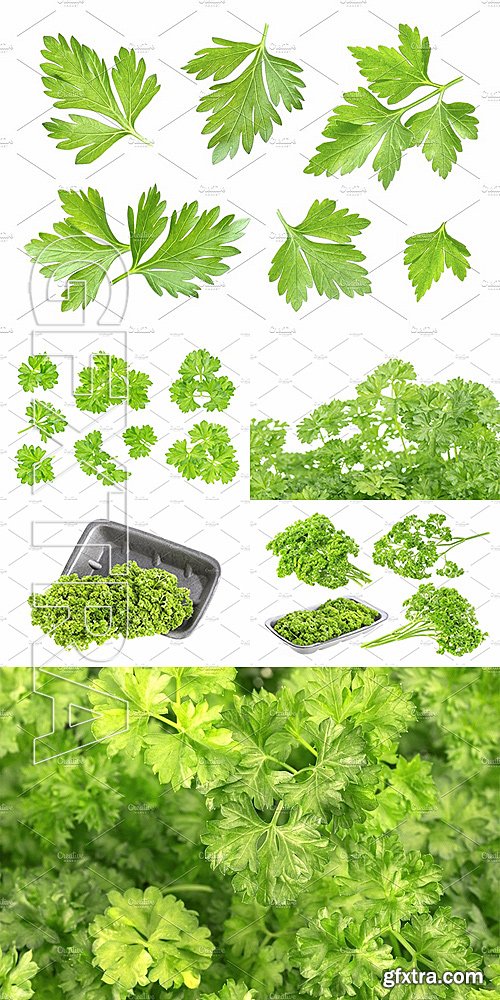 CreativeMarket Parsley leaves collection 1330489