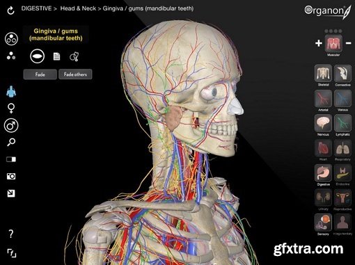 3D Organon Anatomy iSO