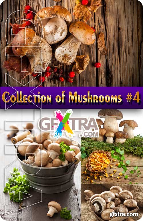 Food. Mega Collection. Mushrooms #4 - Stock Photo