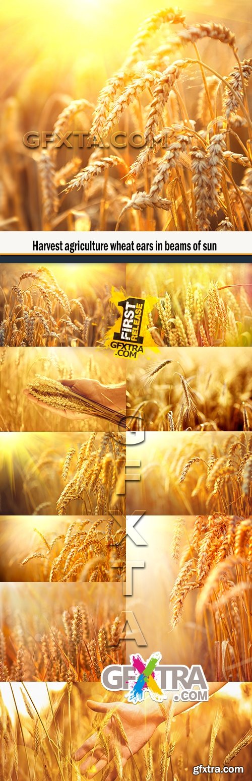 Harvest agriculture wheat ears in beams of sun
